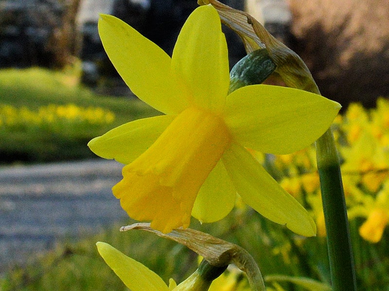 Where better to celebrate Saint David’s Day Where better to celebrate Saint David's Day