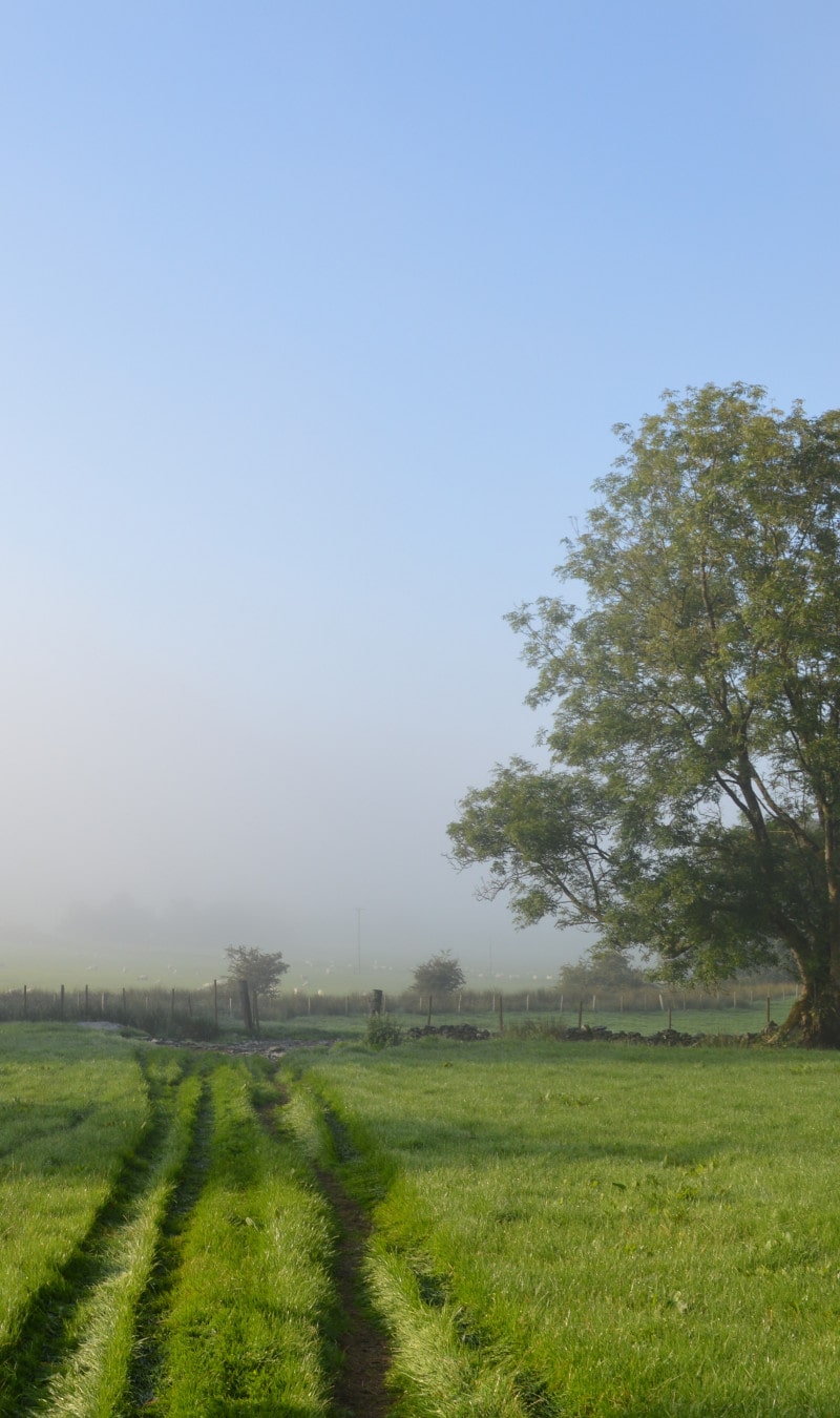 Benar fields on a misty morning Benar fields on a misty morning