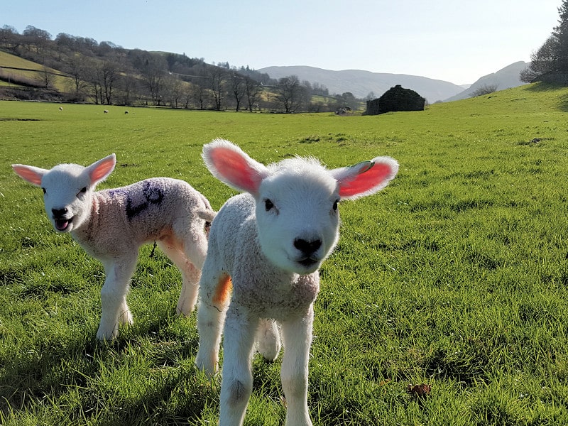 Benar Cottages – beautiful newborn lambs Benar Cottages - beautiful newborn lambs