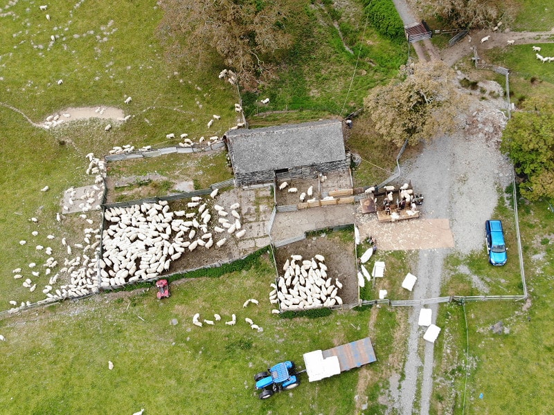 Sheep shearing at Benar Sheep shearing at Benar