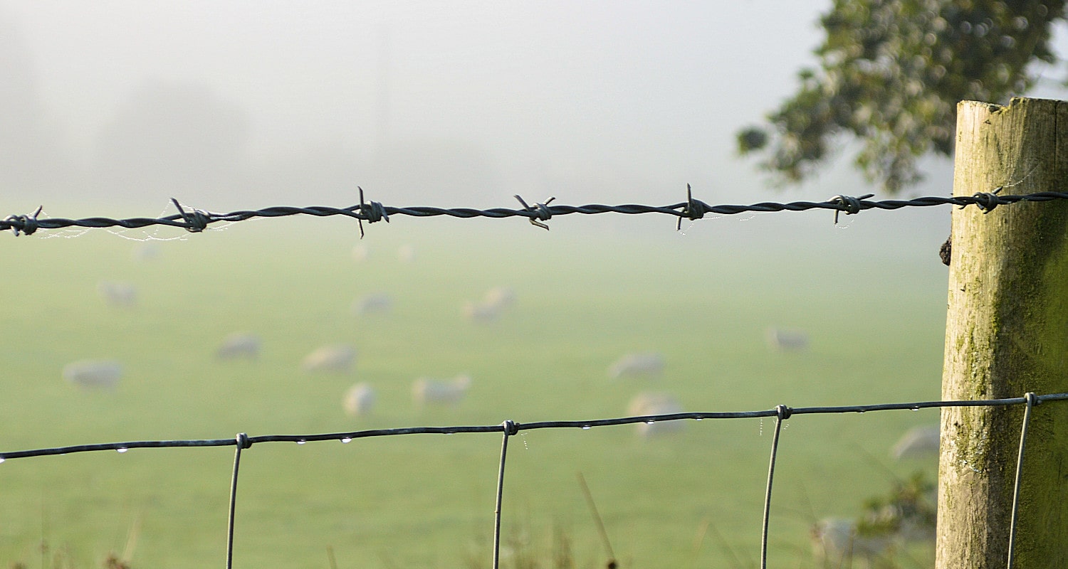 Sheep beyond the fence Sheep beyond the fence